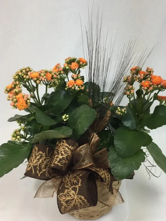 orange kalanchoe