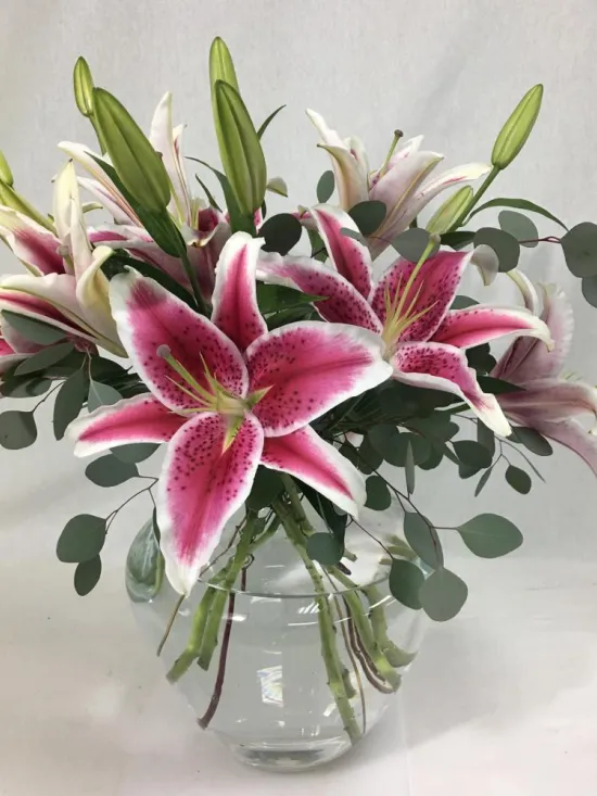 stargazer