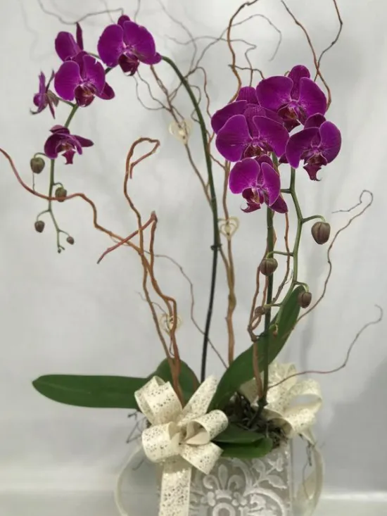 phalaenopsis orchid
