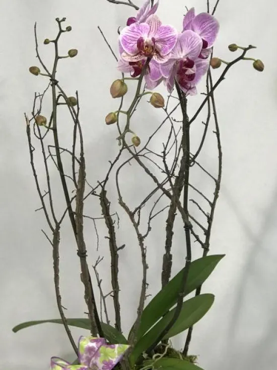 phalaenopsis orchid
