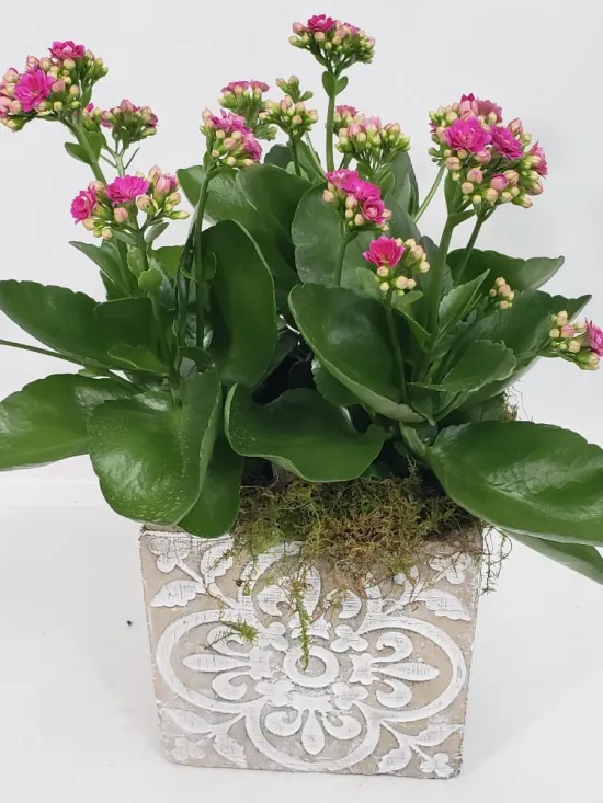 Kalanchoe blooming plant