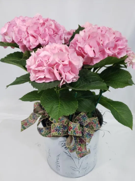 hydrangea blooming plant