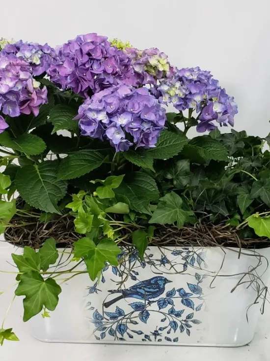 hydrangea blooming plant and english ivy