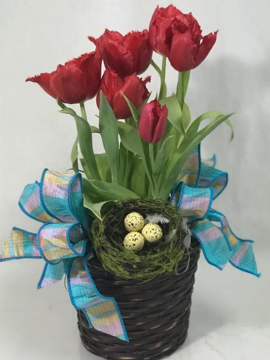 tulip blooming plant
