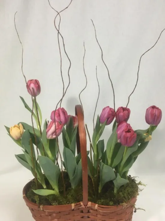 tulip garden
