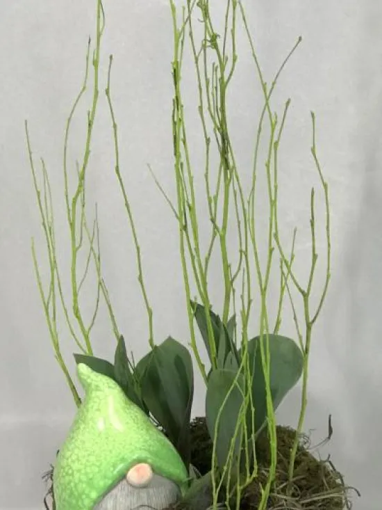 tulip