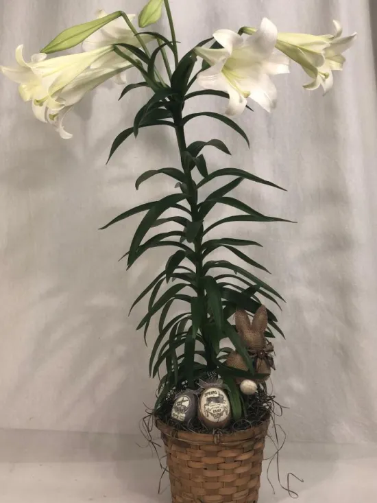 easter lily Plant