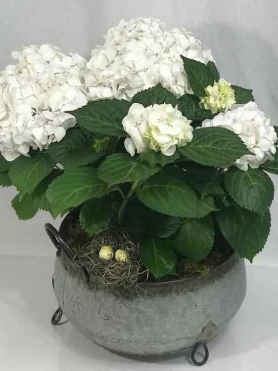 white hydrangea Plant