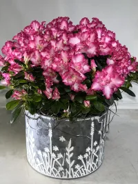 potted plants