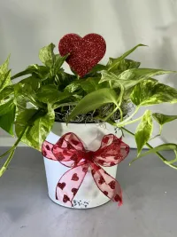 Pothos Ivy