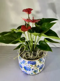 Anthurium