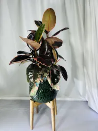 ruby rubber tree