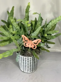 blue star fern