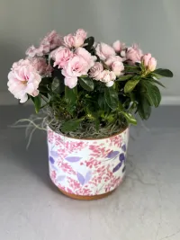 Light pink azalea