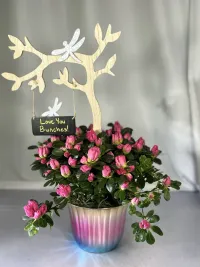 pink azalea
