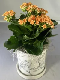 orange kalanchoe 