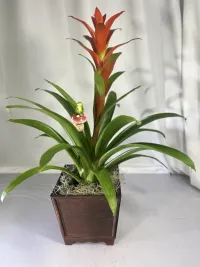 Bromeliad Guzmania 
