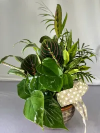 Little Joy Dish Garden