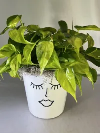 Face of Nature Philodendron