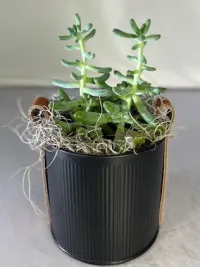 Urban Edge Succulent