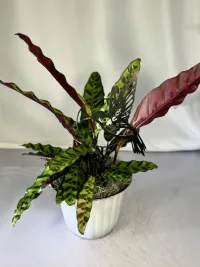 Hummingbird Haven Calathea