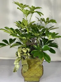 Evergreen Blessings Schefflera