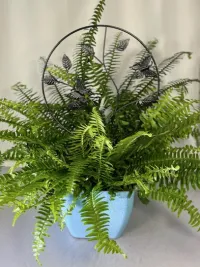 Fluttering Fern