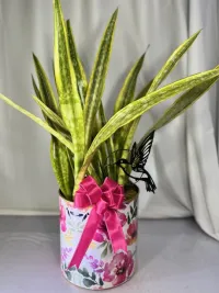 Floral Flight Snake Plant