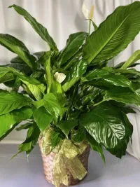 Green Wishes Peace Lily