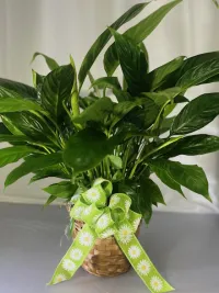 Garden Serenity Peace Lily