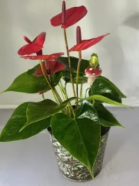 Forest Friend Anthurium