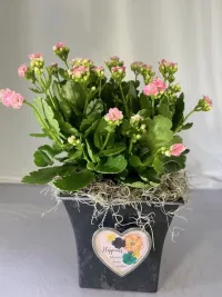 Happiness Blooms Kalanchoe