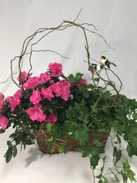 Green with Blooming Plants