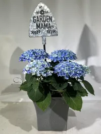 Mother's Day Green and Blooming Plants