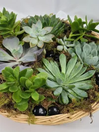 succulents