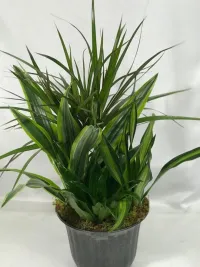 Dish gardens