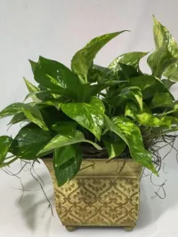 Green Plants