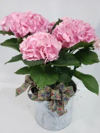 Blooming Plants