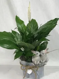 bunny love