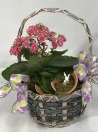 Kalanchoe