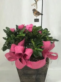 Azalea
