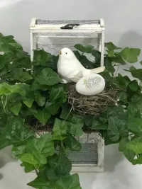 English Ivy