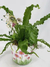 Bird nest fern