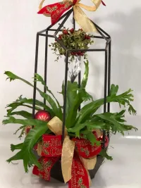 hanging mistletoe