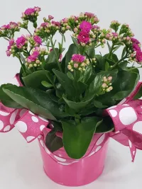 Kalanchoe blooming plant