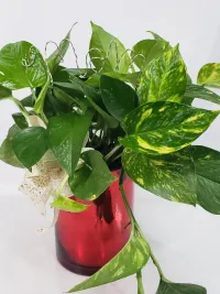 pothos ivy