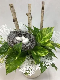 pothos ivy decorated in winter 
