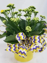 Kalanchoe