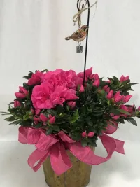 Azalea