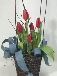 tulip blooming plant